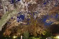 平野神社の自然