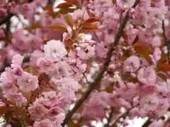 極楽山　浄土寺の自然