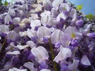 玉敷神社(埼玉県)