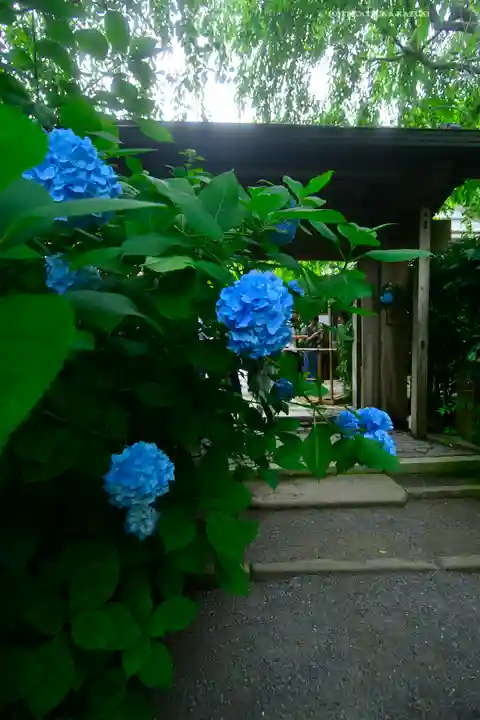 明月院(神奈川県)