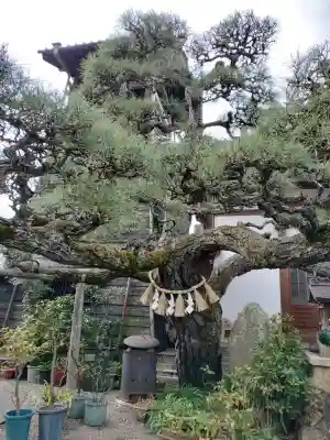 妙典寺の{uncategorized: "未分類", other: "その他", undefined: "問題あり", building: "その他建物", grave: "お墓", sacred_gate: "鳥居", guardian: "狛犬", statue: "像", buddha: "仏像", history: "歴史", nature: "自然", garden: "庭園", animal: "動物", pagoda: "塔", temizu: "手水舎", mountain_gate: "山門・神門", sanctuary: "本殿・本堂", subordinate: "末社・摂社", art: "芸術", scenery: "景色", jizo: "地蔵", ema: "絵馬", goshuin: "御朱印", omikuji: "おみくじ", items: "授与品その他", amulet: "お守り", goshuincho: "御朱印帳", eats: "食事", festival: "お祭り", votive_dance: "神楽", shichigosan: "七五三参", wedding: "結婚式", experience: "体験その他", initially: "初詣", around: "周辺", anti_infection: "感染症対策"}