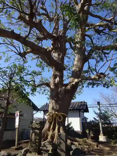 春ノ木神明社の自然