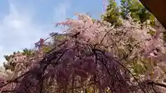 平野神社の自然