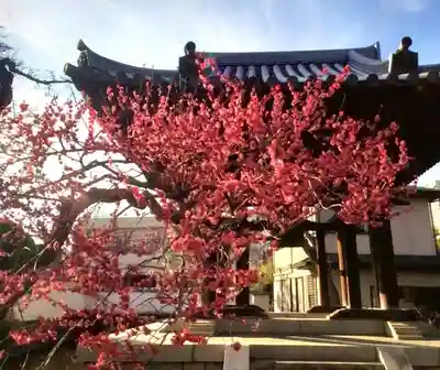 圓照寺(東京都)