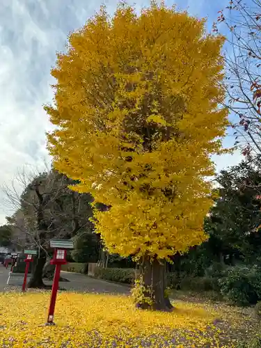 鷲宮神社の景色