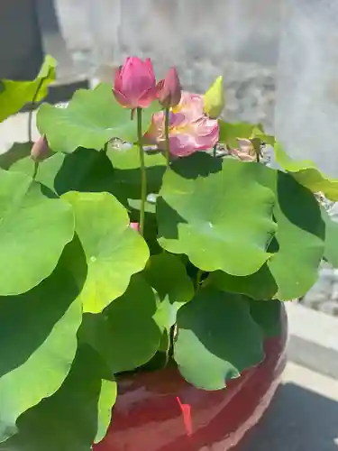 下野大師華蔵寺(栃木県)