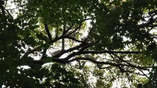 旗上弁財天社の動物