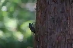 愛宕神社の自然