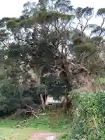 神社(名称不明)の自然