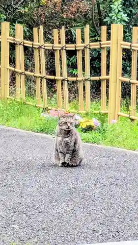 白金氷川神社の動物