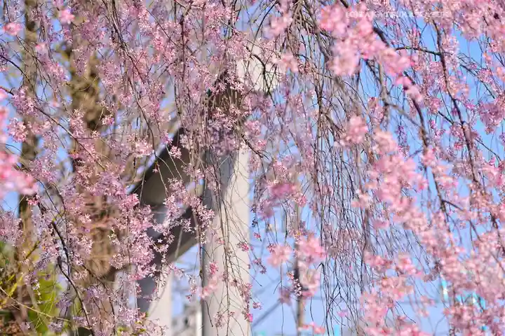 阿佐ヶ谷神明宮(東京都)