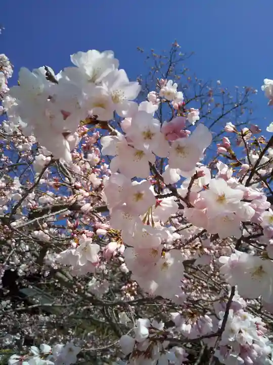 近江神宮の自然