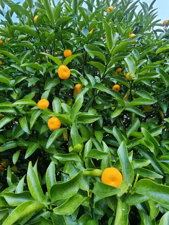 橘神社(長崎県)
