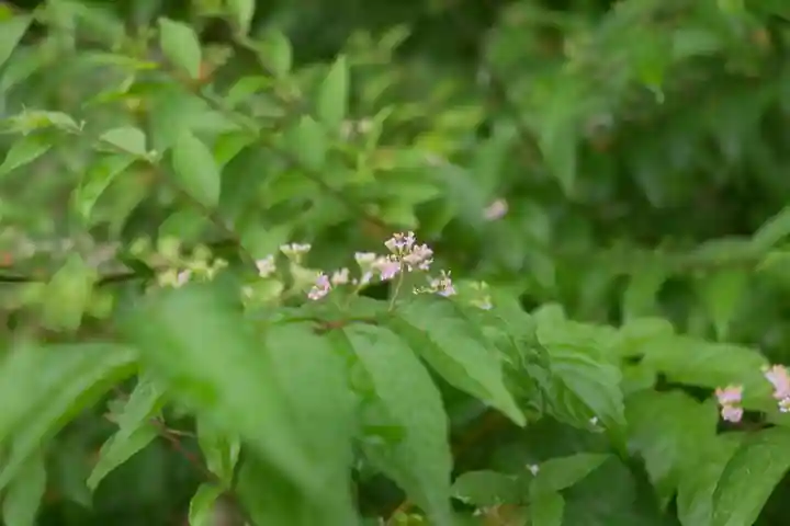大國主神社の自然