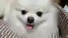 あきたん