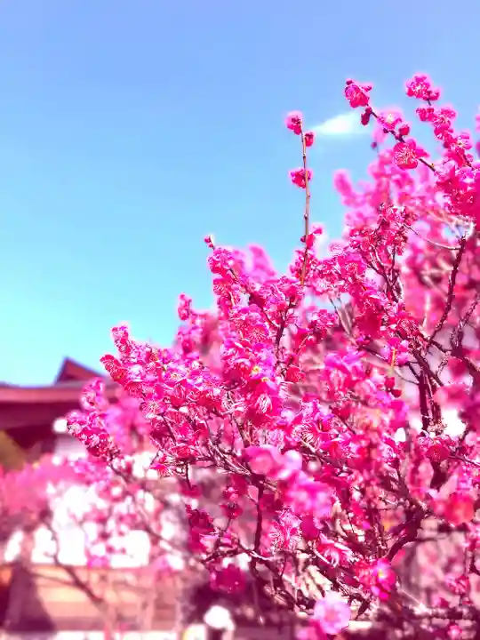 武蔵第六天神社の自然