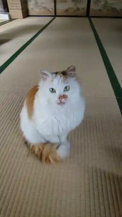 阿邪訶根神社の動物