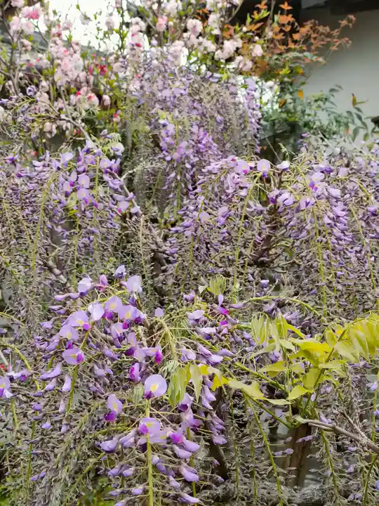 常照院(曼陀羅寺塔頭)の自然