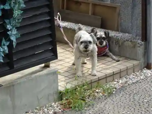 菊名神社の動物