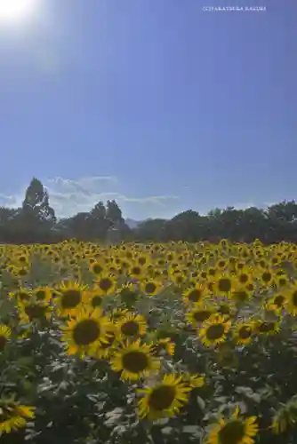 座間神社(神奈川県)