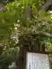 大瀬神社の{uncategorized: "未分類", other: "その他", undefined: "問題あり", building: "その他建物", grave: "お墓", sacred_gate: "鳥居", guardian: "狛犬", statue: "像", buddha: "仏像", history: "歴史", nature: "自然", garden: "庭園", animal: "動物", pagoda: "塔", temizu: "手水舎", mountain_gate: "山門・神門", sanctuary: "本殿・本堂", subordinate: "末社・摂社", art: "芸術", scenery: "景色", jizo: "地蔵", ema: "絵馬", goshuin: "御朱印", omikuji: "おみくじ", items: "授与品その他", amulet: "お守り", goshuincho: "御朱印帳", eats: "食事", festival: "お祭り", votive_dance: "神楽", shichigosan: "七五三参", wedding: "結婚式", experience: "体験その他", initially: "初詣", around: "周辺", anti_infection: "感染症対策"}