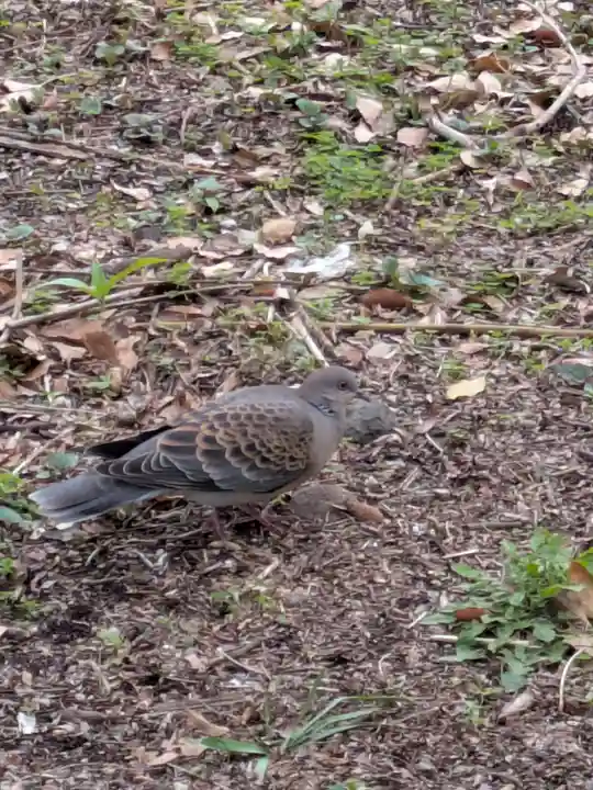 亀戸天神社(東京都)