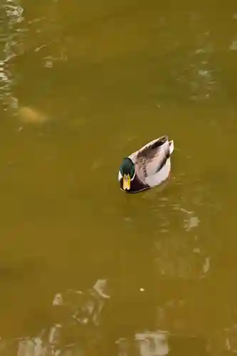 住吉神社(福岡県)