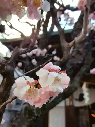 四谷於岩稲荷田宮神社(東京都)