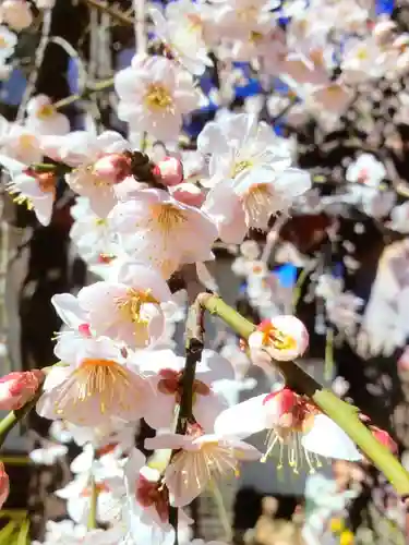 成願寺(東京都)