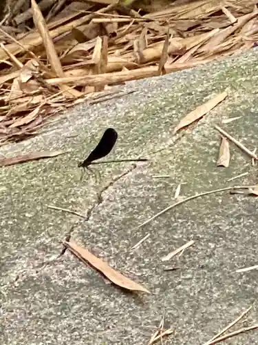 恋の水神社の動物