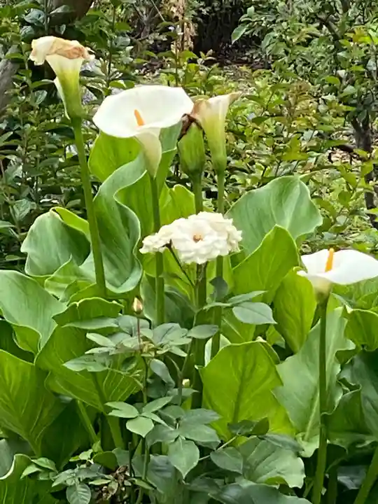 埼玉厄除け開運大師・龍泉寺(切り絵御朱印発祥の寺)の自然