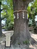 春日部八幡神社の{uncategorized: "未分類", other: "その他", undefined: "問題あり", building: "その他建物", grave: "お墓", sacred_gate: "鳥居", guardian: "狛犬", statue: "像", buddha: "仏像", history: "歴史", nature: "自然", garden: "庭園", animal: "動物", pagoda: "塔", temizu: "手水舎", mountain_gate: "山門・神門", sanctuary: "本殿・本堂", subordinate: "末社・摂社", art: "芸術", scenery: "景色", jizo: "地蔵", ema: "絵馬", goshuin: "御朱印", omikuji: "おみくじ", items: "授与品その他", amulet: "お守り", goshuincho: "御朱印帳", eats: "食事", festival: "お祭り", votive_dance: "神楽", shichigosan: "七五三参", wedding: "結婚式", experience: "体験その他", initially: "初詣", around: "周辺", anti_infection: "感染症対策"}