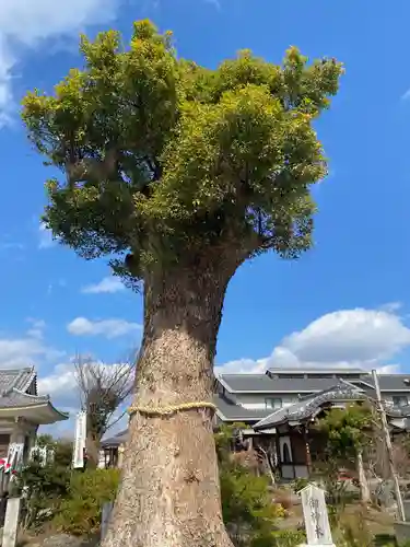 乙津寺　（鏡島弘法）の自然