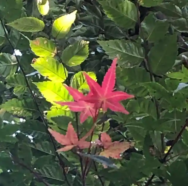 馬橋稲荷神社の自然