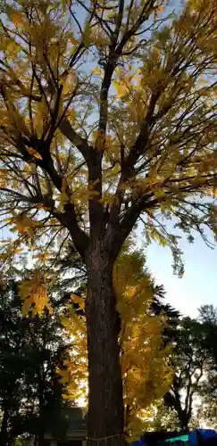 葛西神社の自然