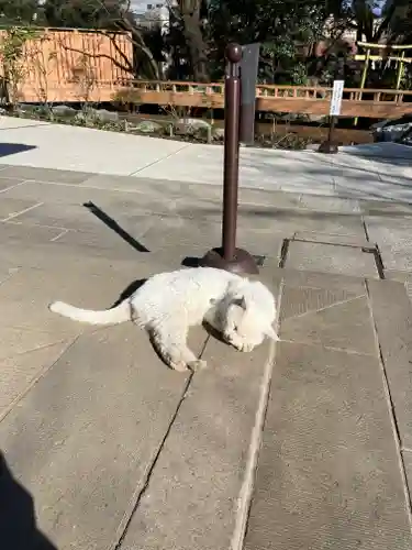 愛宕神社の動物