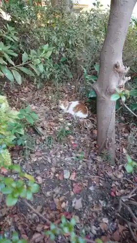 前原御嶽神社の動物