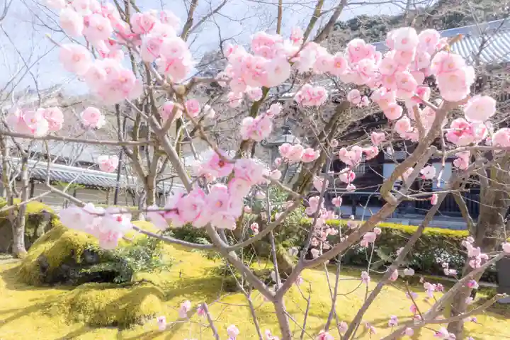 禅林寺(永観堂)の自然