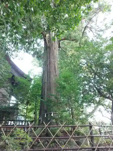 須佐神社の自然