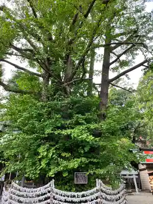 杵築大社(東京都)
