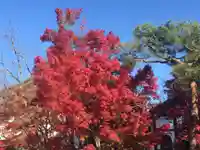 禅林寺(永観堂)の自然