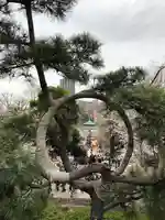 寛永寺不忍池弁天堂の自然