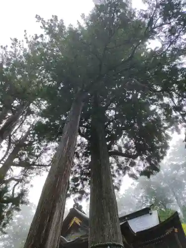 三峯神社の{uncategorized: "未分類", other: "その他", undefined: "問題あり", building: "その他建物", grave: "お墓", sacred_gate: "鳥居", guardian: "狛犬", statue: "像", buddha: "仏像", history: "歴史", nature: "自然", garden: "庭園", animal: "動物", pagoda: "塔", temizu: "手水舎", mountain_gate: "山門・神門", sanctuary: "本殿・本堂", subordinate: "末社・摂社", art: "芸術", scenery: "景色", jizo: "地蔵", ema: "絵馬", goshuin: "御朱印", omikuji: "おみくじ", items: "授与品その他", amulet: "お守り", goshuincho: "御朱印帳", eats: "食事", festival: "お祭り", votive_dance: "神楽", shichigosan: "七五三参", wedding: "結婚式", experience: "体験その他", initially: "初詣", around: "周辺", anti_infection: "感染症対策"}