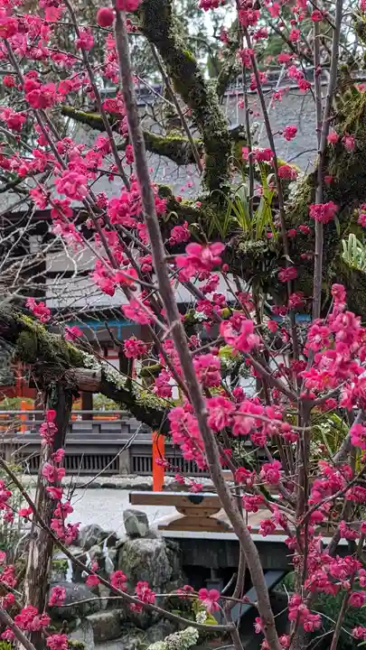 賀茂御祖神社(下鴨神社)(京都府)