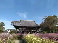 般若寺 ❁コスモス寺❁(奈良県)