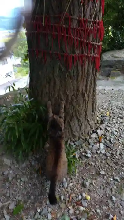 鹿角八坂神社の動物