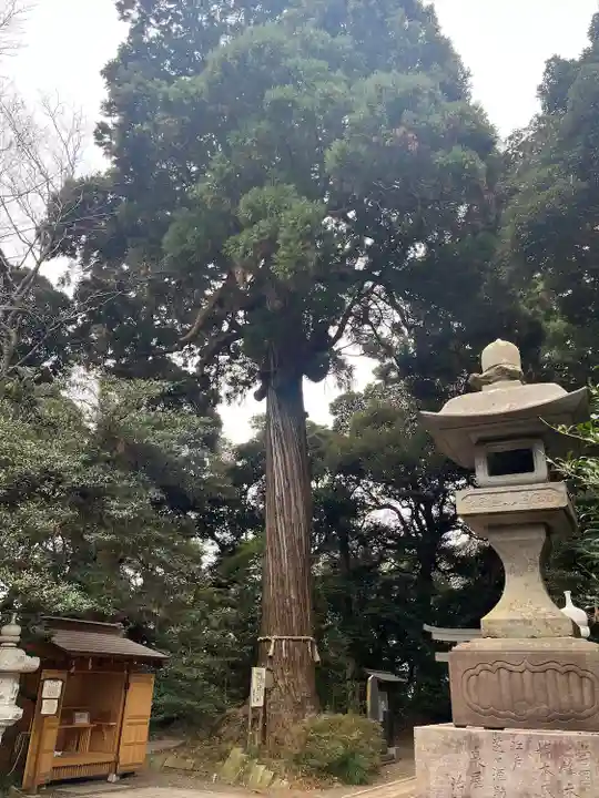 縣神社(千葉県)