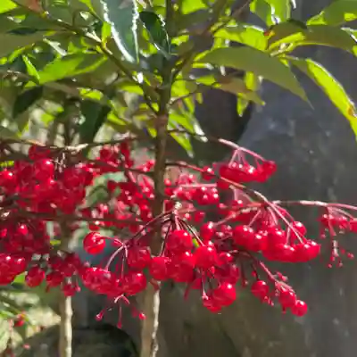 光則寺(神奈川県)