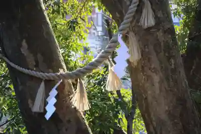 阿久津「田村神社」（郡山市阿久津町）旧社名：伊豆箱根三嶋三社の自然