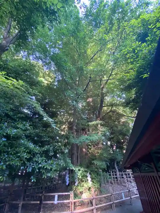 大國魂神社の自然
